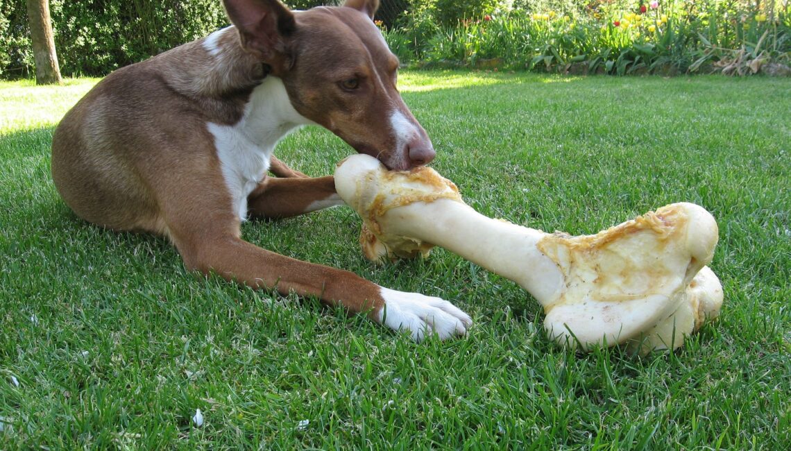 BARF - artgerechte Ernährung von Hunden