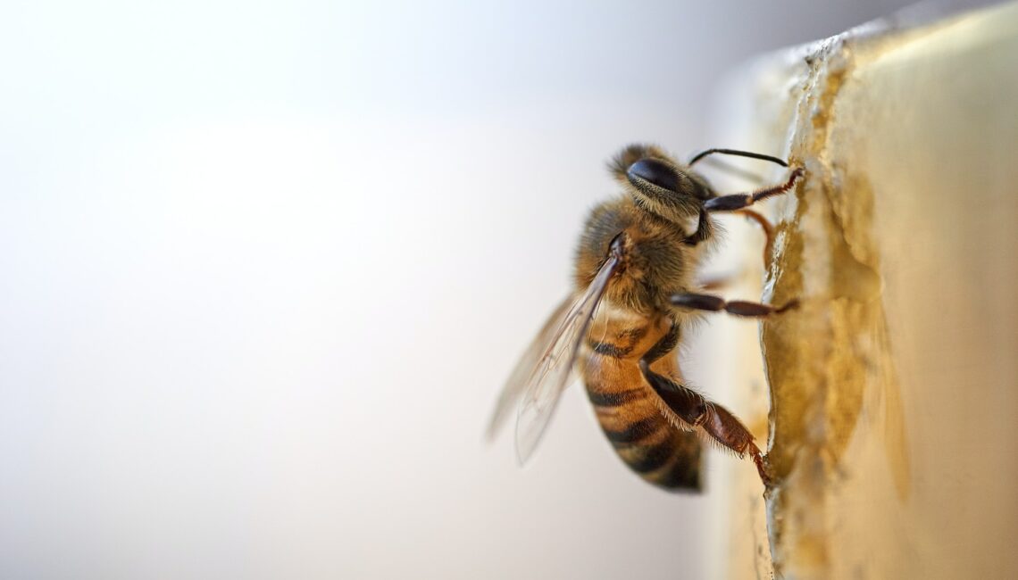 Bienenstiche - Gründe, Gefahren und Behandlung