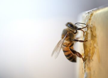 Bienenstiche - Gründe, Gefahren und Behandlung