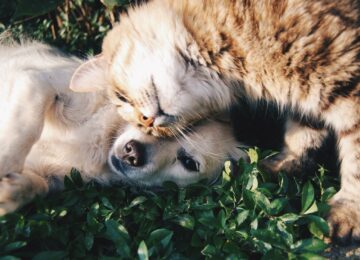 Tierkommunikation - Kontakt zum geliebten Haustier