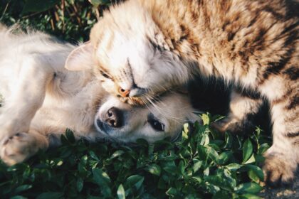 Tierkommunikation - Kontakt zum geliebten Haustier